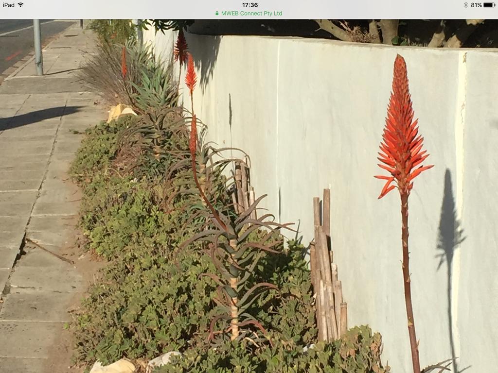 77 On 7Th Street Hermanus Exterior foto